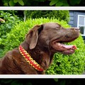 honden foto Halsband van gevlochten touw, king cobra