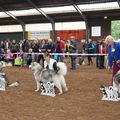 honden foto 