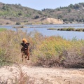 honden foto Narbonne
