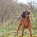 honden foto 