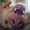 honden foto 