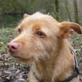 honden foto 