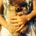 honden foto 3 maanden / 12 weken
