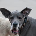 honden foto Eefje