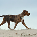 honden foto Mooie draf..foto gemaakt bij de Drunense duinen