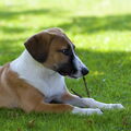honden foto 