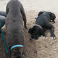 honden foto 