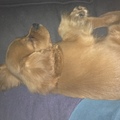 honden foto 