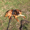 honden foto 