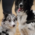 honden foto 