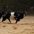 honden foto 