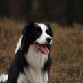 honden foto 