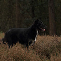 honden foto 
