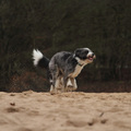 honden foto 