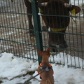 honden foto 