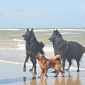 honden foto 