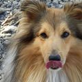 honden foto 