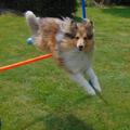 honden foto 