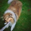 honden foto 