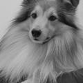 honden foto 