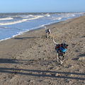 honden foto 
