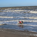 honden foto 