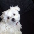 honden foto Lizzy