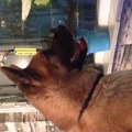 honden foto 