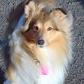 honden foto 