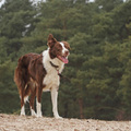 honden foto 