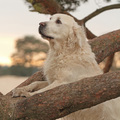 honden foto 