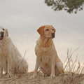 honden foto 