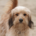 honden foto 