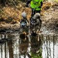 honden foto 