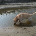 honden foto 
