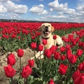 honden foto 