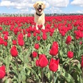 honden foto 