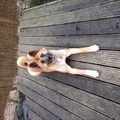 honden foto 