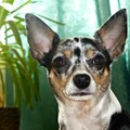 honden foto 
