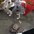 honden foto 