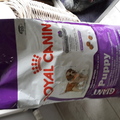 honden foto 