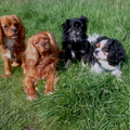 honden foto Onze 4 honden bij elkaar: Timo, Casper, Kobe & Alice