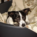 honden foto Hoi,allemaal ik ben Leika een Jack Russel en woon bij Bertus.
Gr Leika