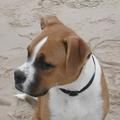 honden foto Sem aan het strand!