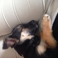 honden foto 