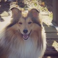 honden foto 