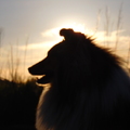 honden foto 