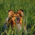honden foto 