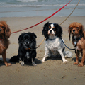 honden foto Met de honden aan zee