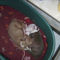 honden foto eerste nacht hier